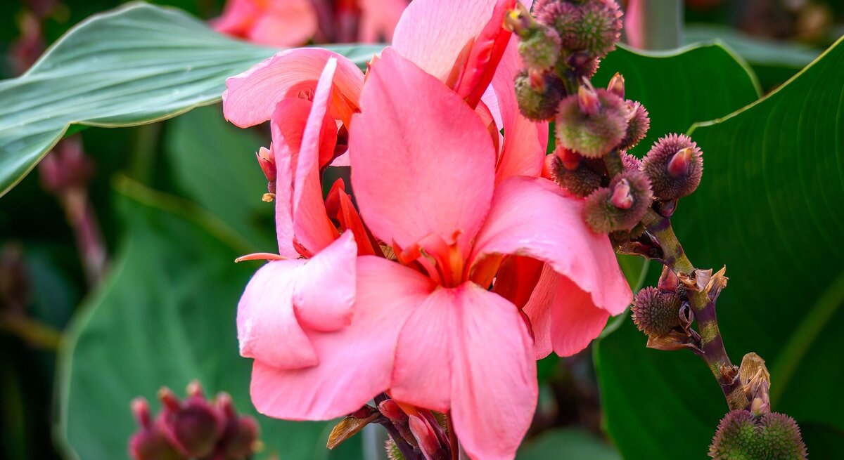 Große rosafarbene Blüten einer Canna-Pflanze mit grünen Blättern und knospigen Samenständen im tropischen Garten.