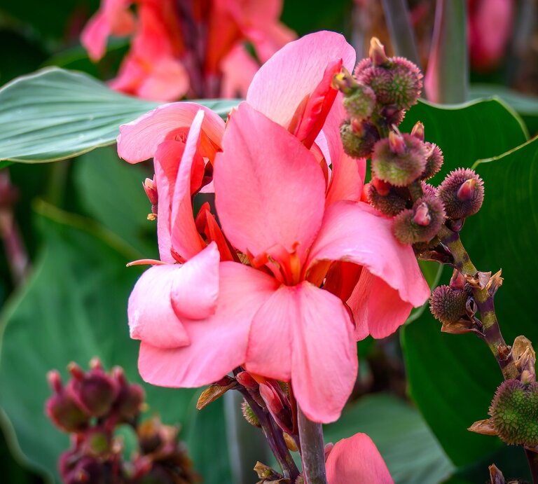 Große rosafarbene Blüten einer Canna-Pflanze mit grünen Blättern und knospigen Samenständen im tropischen Garten. | © Shutterstock/Eline Bouwman- van Ginkel