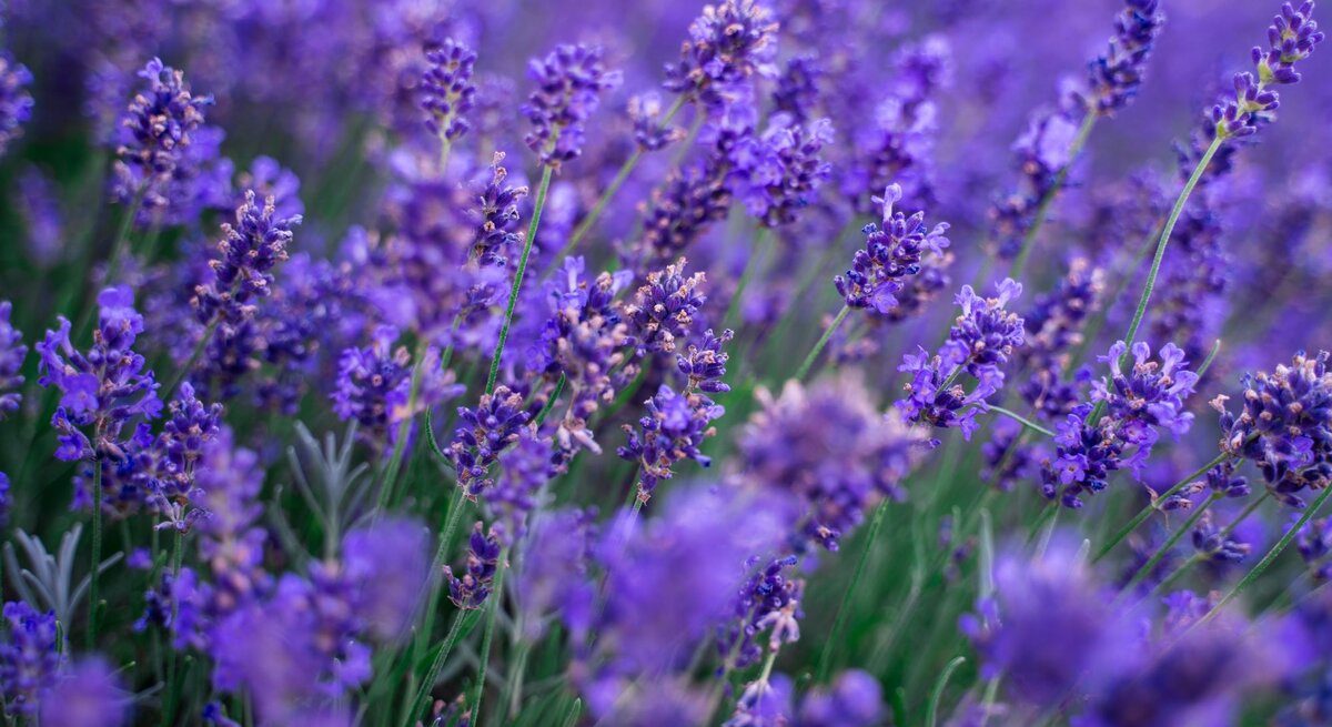 Nahaufnahme violett blühender Lavendelsträucher, die sich inmitten grüner Stängel und Blätter in einem sommerlichen Garten ausbreiten.