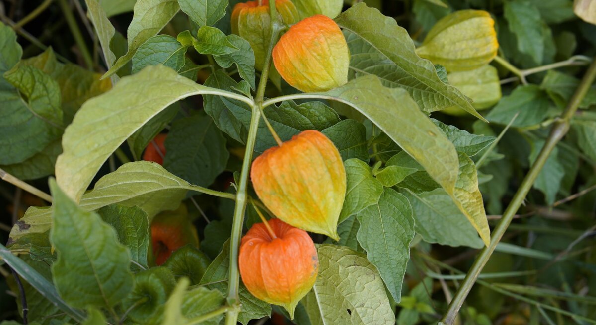 Leuchtend orange Lampionblumen mit zart grünen Blättern wachsen dicht aneinander inmitten eines natürlichen Grüns.