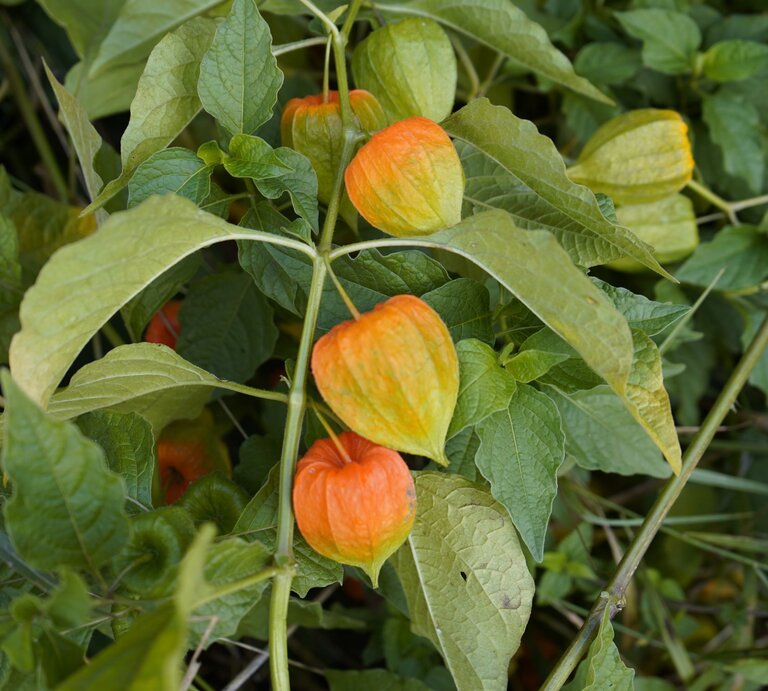 Leuchtend orange Lampionblumen mit zart grünen Blättern wachsen dicht aneinander inmitten eines natürlichen Grüns. | © Shutterstock/guentermanaus