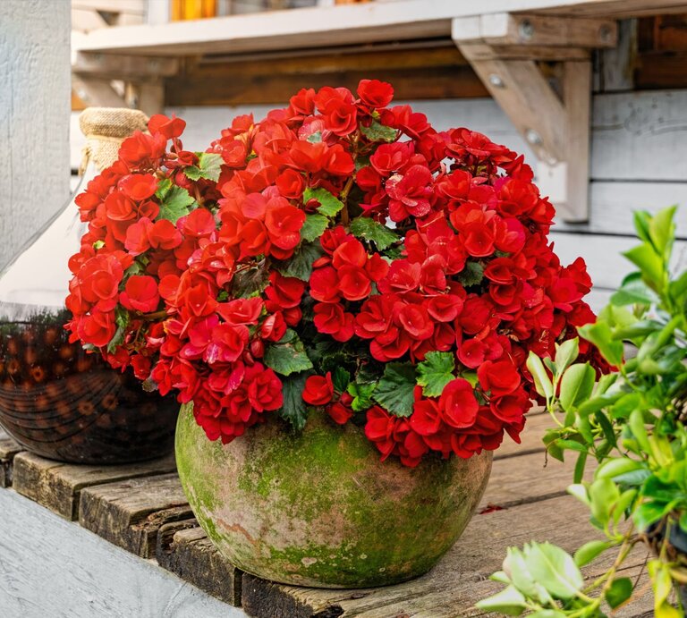 Üppiger Strauß leuchtend roter Begonien in moosgrünem Keramiktopf steht auf rustikalem Holztisch vor weiß gestrichener Wand. | © Shutterstock/Konoplytska