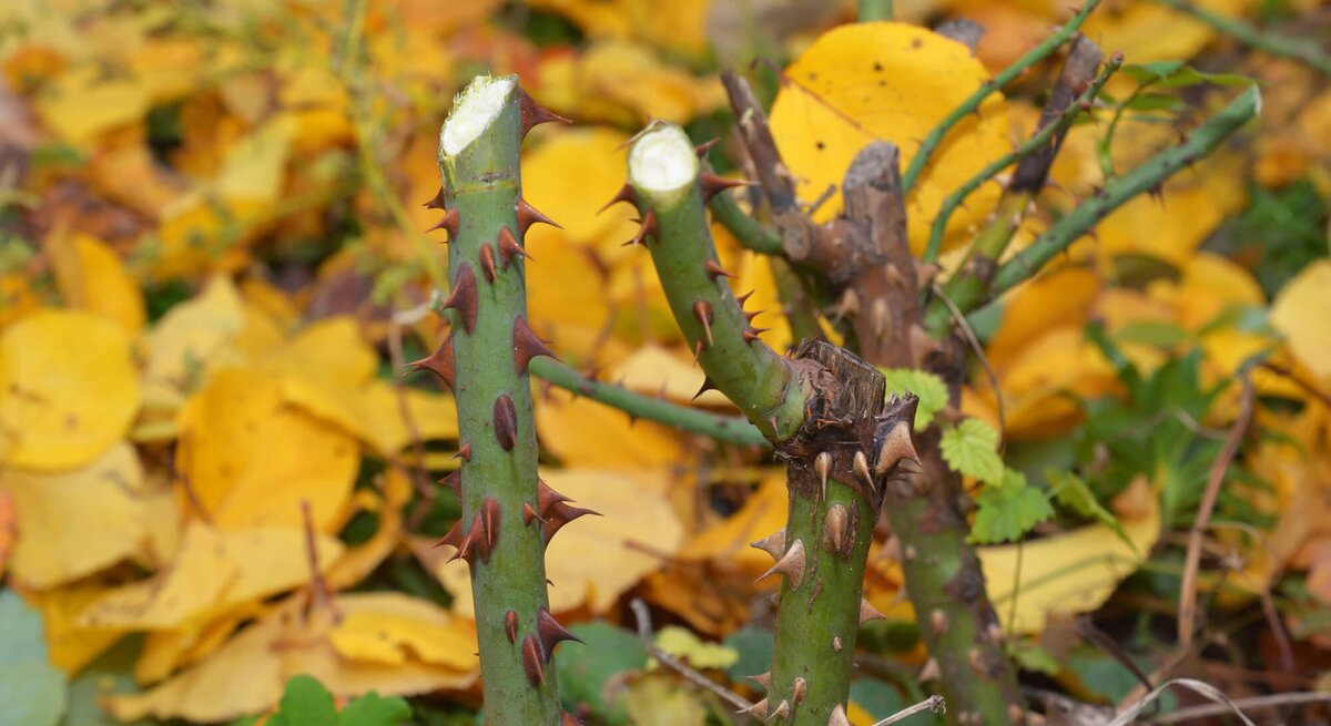 Rosenstock im Herbst im Garten
