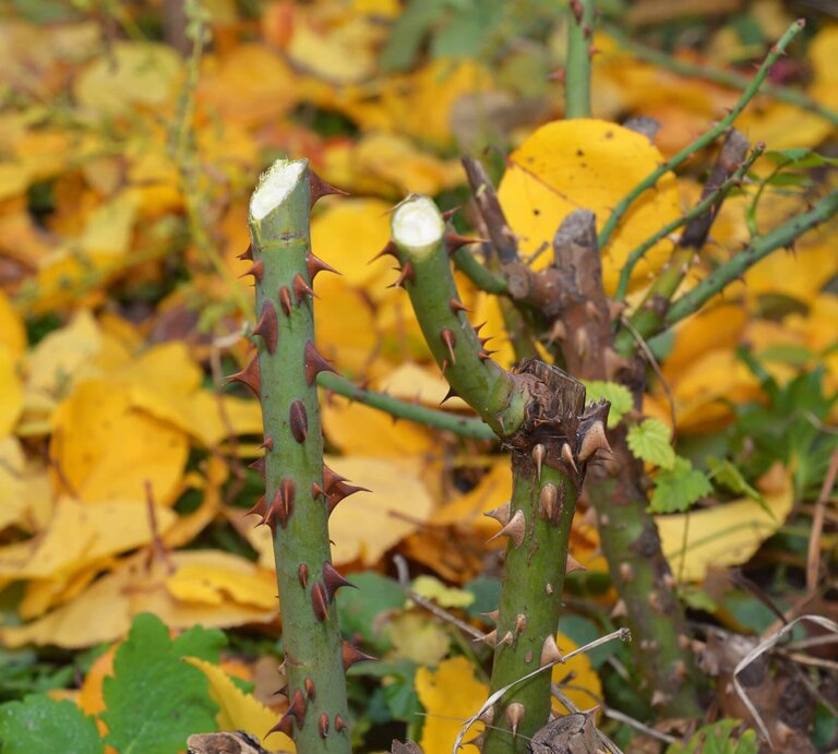 Rosenstock im Herbst im Garten | © GettyImages/	Lex20