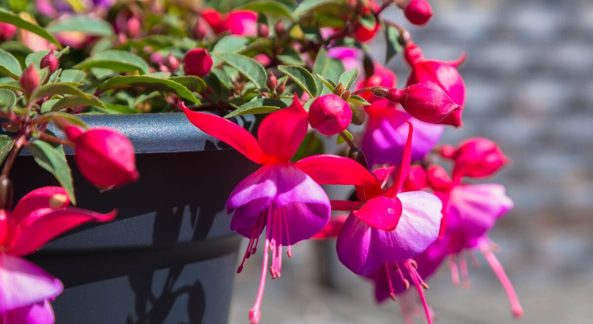 Hängende Fuchsienblüten in leuchtendem Pink und Lila schmücken einen dunkelblauen Topf vor unscharfem, sonnigem Hintergrund.