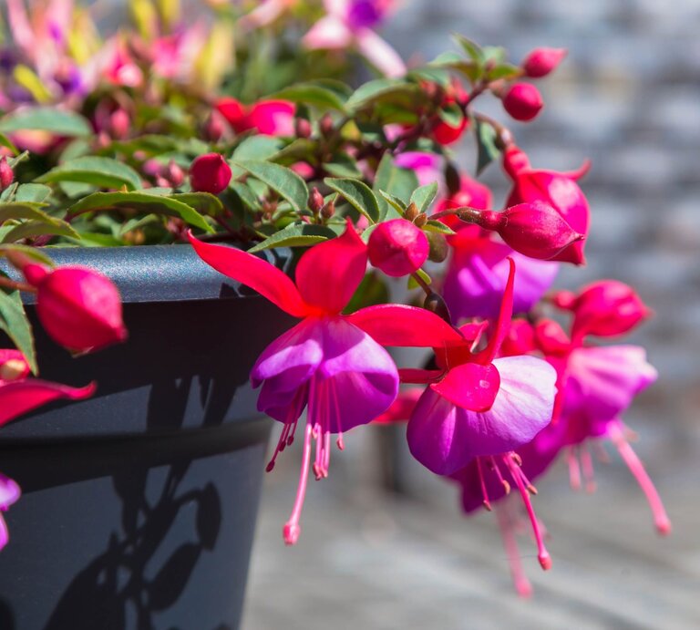 Hängende Fuchsienblüten in leuchtendem Pink und Lila schmücken einen dunkelblauen Topf vor unscharfem, sonnigem Hintergrund. | © Shutterstock/Vitalinka