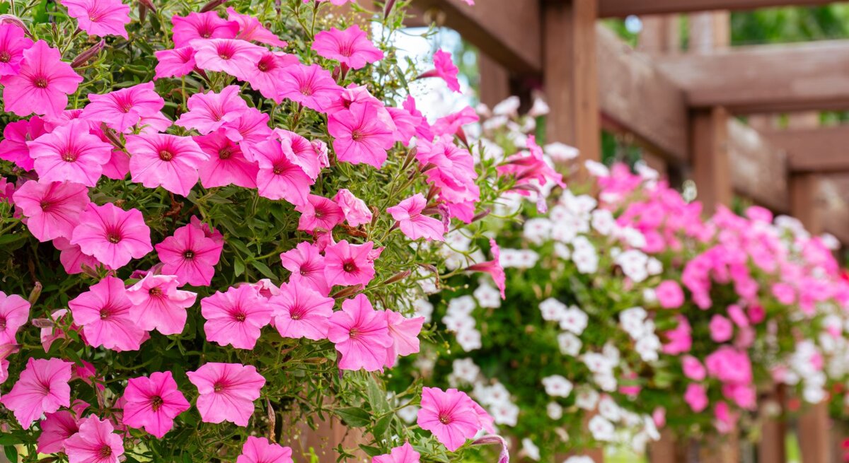 Üppig blühende pinke und weiße Petunien hängen in Blumenkästen an einer hölzernen Pergola vor grünem Gartenhintergrund.