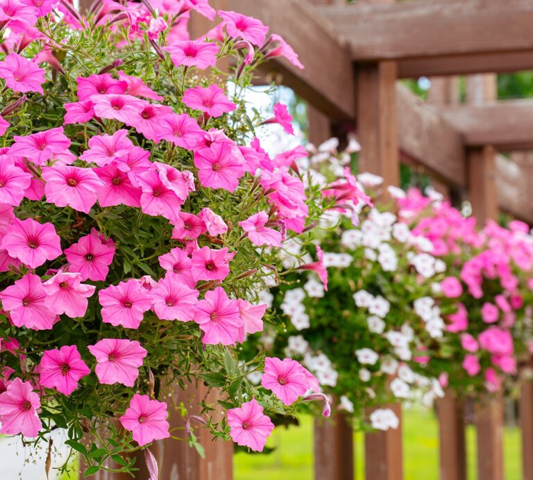 Üppig blühende pinke und weiße Petunien hängen in Blumenkästen an einer hölzernen Pergola vor grünem Gartenhintergrund. | © Shutterstock/Katerina Maksymenko