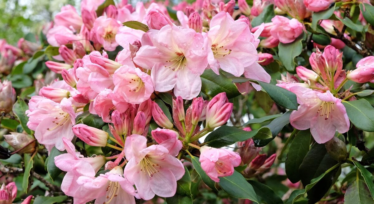 Üppig blühender Rhododendronstrauch mit zartrosa Blüten und Knospen, umrahmt von dunkelgrünen Blättern an einem sonnigen Frühlingstag.