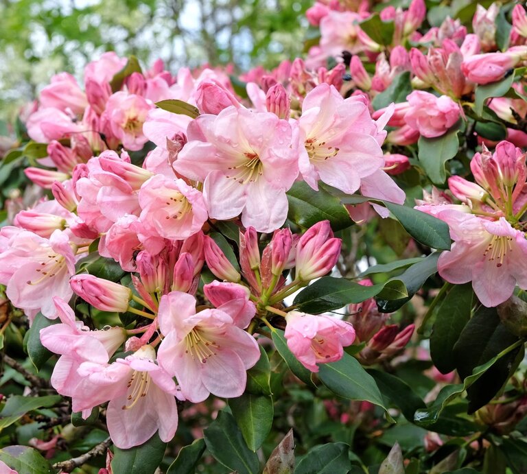 Üppig blühender Rhododendronstrauch mit zartrosa Blüten und Knospen, umrahmt von dunkelgrünen Blättern an einem sonnigen Frühlingstag. | © Shutterstock/Alex Manders