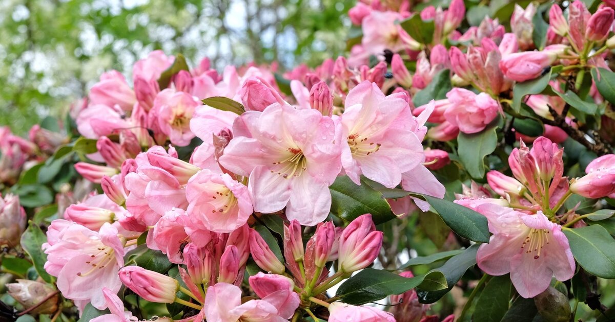 Rhododendron umpflanzen: Mit dieser Anleitung gelingt's