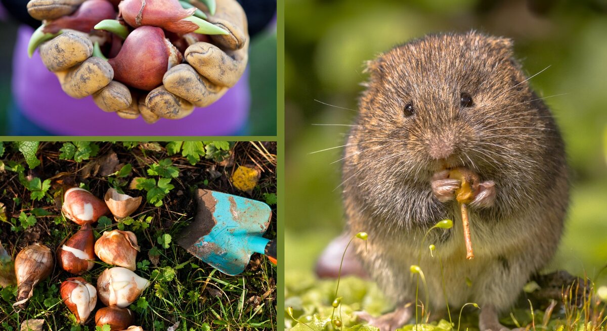 Drei Bilder: Hände in Gartenhandschuhen halten Blumenzwiebeln, Zwiebeln mit Schaufel auf Erde, Feldmaus knabbert Pflanzenteil vor grünem Hintergrund.