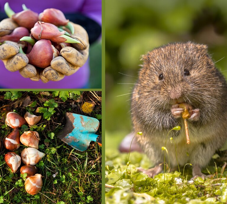 Drei Bilder: Hände in Gartenhandschuhen halten Blumenzwiebeln, Zwiebeln mit Schaufel auf Erde, Feldmaus knabbert Pflanzenteil vor grünem Hintergrund. | © Canva/Collage:bildderfrau.de