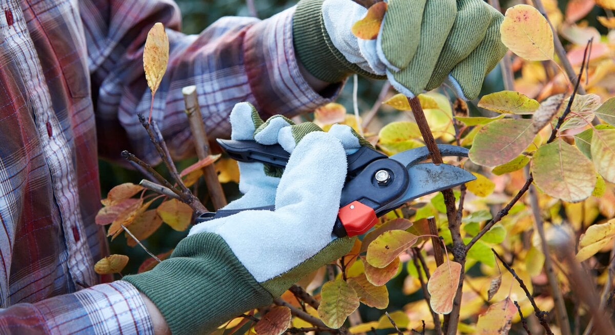 Frau stutzt Busch im herbstlichen Garten