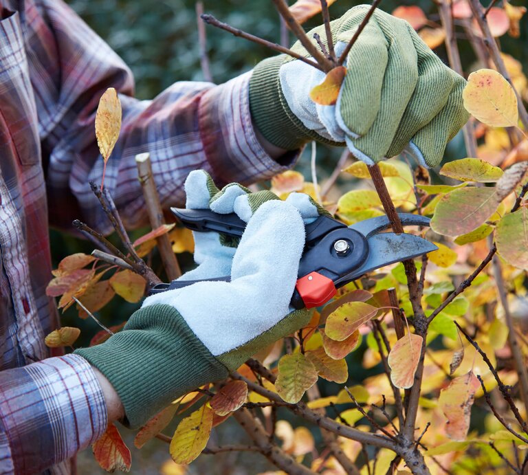 Frau stutzt Busch im herbstlichen Garten | © GettyImages/	pablo_rodriguez1