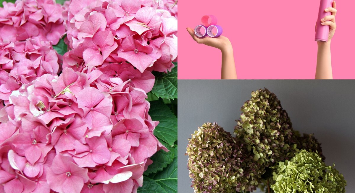 Üppige pinke Hortensienblüten mit sattem Grün im Hintergrund, die in einem sommerlichen Garten voller Frische erstrahlen.