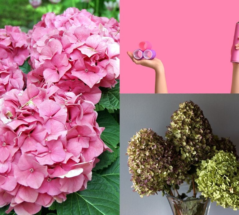 Üppige pinke Hortensienblüten mit sattem Grün im Hintergrund, die in einem sommerlichen Garten voller Frische erstrahlen. | ©  Canva/Collage:bildderfrau.de