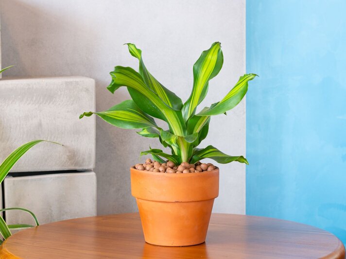 Grüne Zimmerpflanze mit gelb-grün gestreiften Blättern in einem Terrakotta-Topf auf einem Holztisch vor blauer und grauer Wand. | © Shutterstock/Mid Photographer