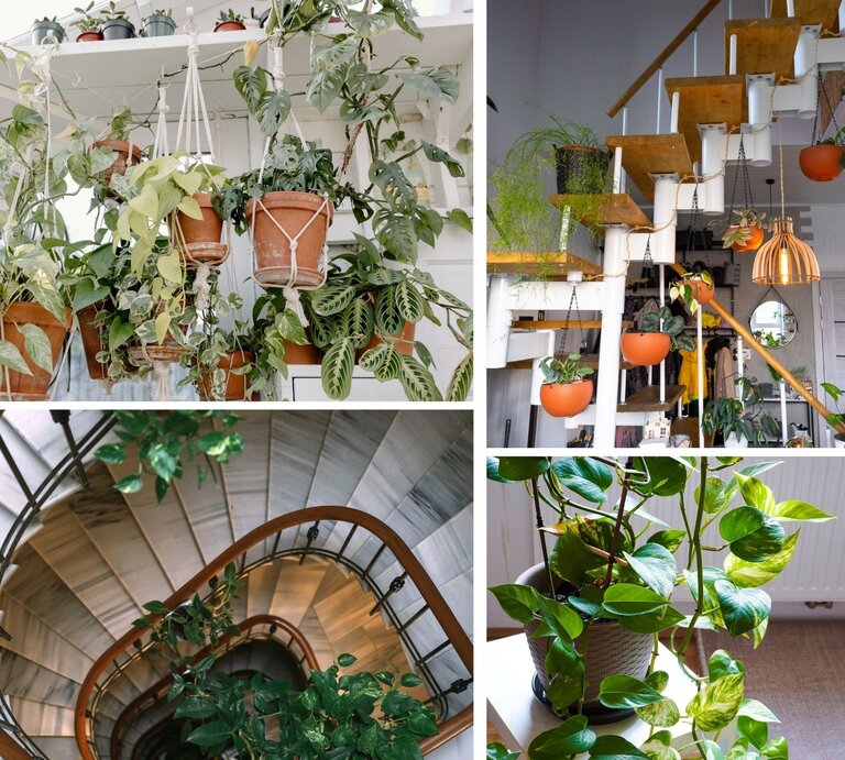 Eine mit Pflanzen dekorierte Treppe. | © Canva/Collage:bildderfrau.de