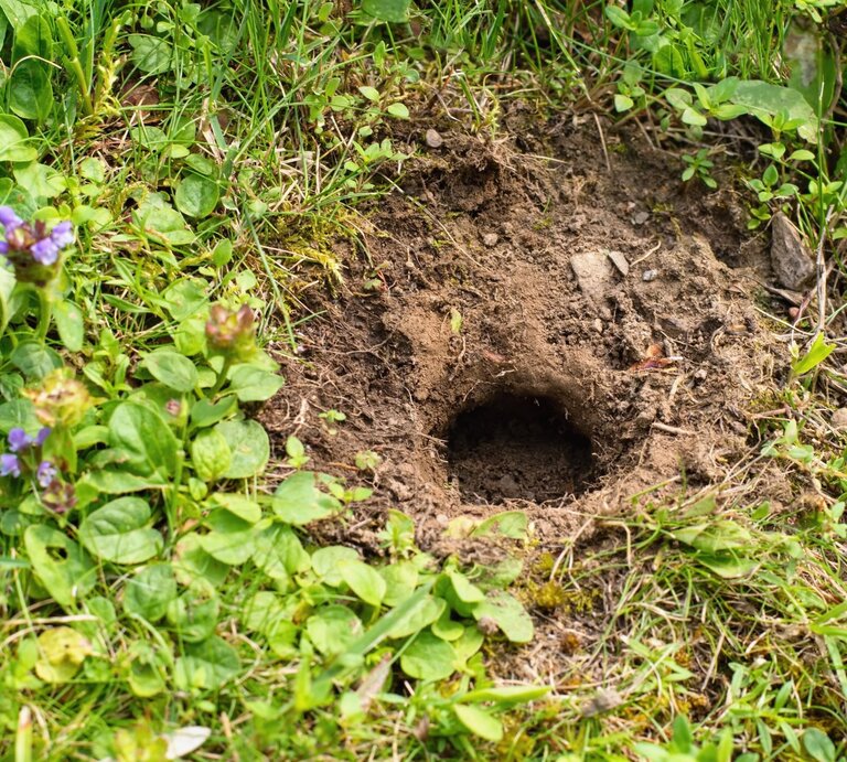 Erdloch in einem grünen Rasen umgeben von kleinen violetten Wildblumen und frischen Blättern an einem sonnigen Tag. | © Shutterstock/Tunatura