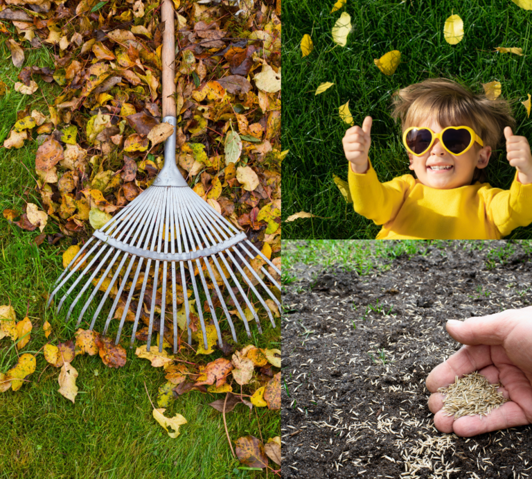 Ein Junge in Gelb lacht im Laub, daneben ein Rechen auf bunten Blättern und eine Hand, die Rasensamen auf dunkler Erde verteilt. | © Canva/Collage:bildderfrau.de