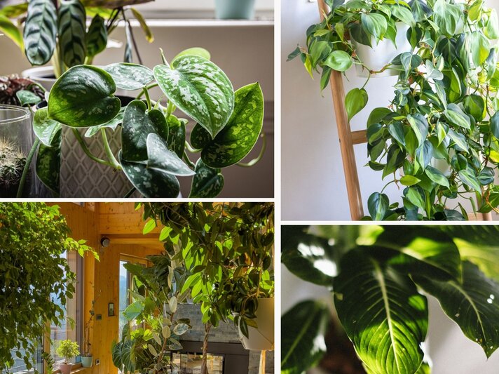 Vielfältige Zimmerpflanzen wie Scindapsus mit gemusterten Blättern und Philodendron in Töpfen strahlen vor neutralen Hintergrund. | © Shutterstock/Ida Taing/Maritxu/Flystock/Canva/Collage: bildderfrau.de