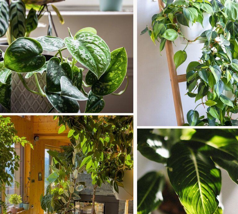 Vielfältige Zimmerpflanzen wie Scindapsus mit gemusterten Blättern und Philodendron in Töpfen strahlen vor neutralen Hintergrund. | © Shutterstock/Ida Taing/Maritxu/Flystock/Canva/Collage: bildderfrau.de