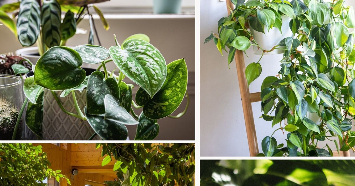 ficus elastica shivereana variegata Ficus Shivereana | Houseplant main image 0
