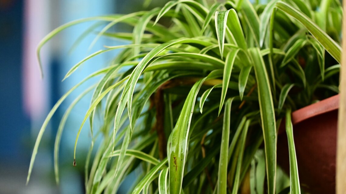 zimmerpflanzen flüssigdünger Zimmerpflanzen Blattdünger Flüssigdünger von Flora Boost für gesunde  Pflanzenpflege