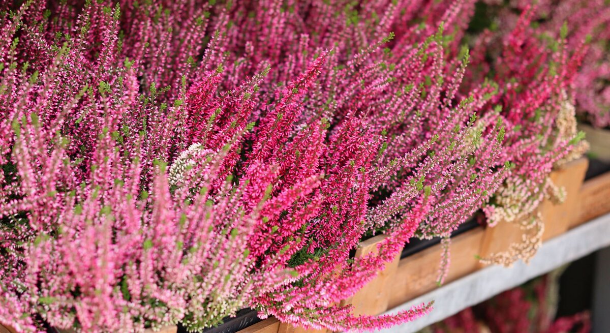 Dicht aneinandergereihte leuchtend pinke und violette Heidekrautblüten stehen in terrakottafarbenen Pflanzkästen auf einer Metallablage.