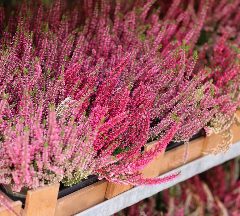 Dicht aneinandergereihte leuchtend pinke und violette Heidekrautblüten stehen in terrakottafarbenen Pflanzkästen auf einer Metallablage. | © Shutterstock/Ivanka I