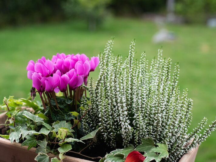 Ein Blumenkasten mit pinken Alpenveilchen, weißer Heide und grünem Efeu vor unscharfem Gartenhintergrund. | © Shutterstock/Carina karlsson
