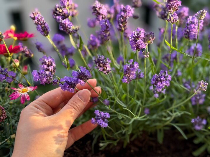 Eine Hand mit hellem Teint hält zart einen Lavendelzweig im Sonnenlicht über einem Beet mit blühendem Lavendel und Margeriten. | © Shutterstock/Lapa Smile