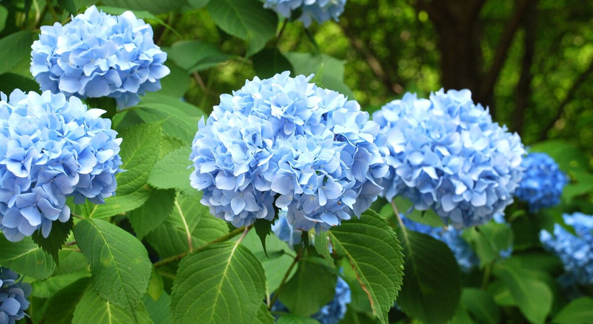 Zu sehen sind blaue Bauernhortensien