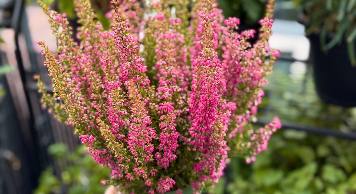 Hand hält einen grünen Blumentopf mit rosafarbenem Heidekraut vor einem unscharfen Hintergrund aus Blättern und Metallgeländer.