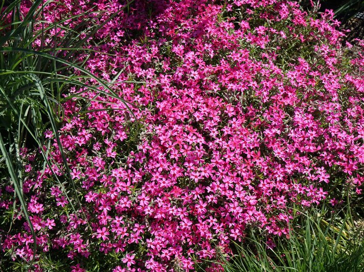 Üppiger Teppich aus leuchtend pinken Polsterphlox-Blüten zwischen kräftig grünen Gräsern in sonnigem Gartenbeet. | © Shutterstock/crystaldream