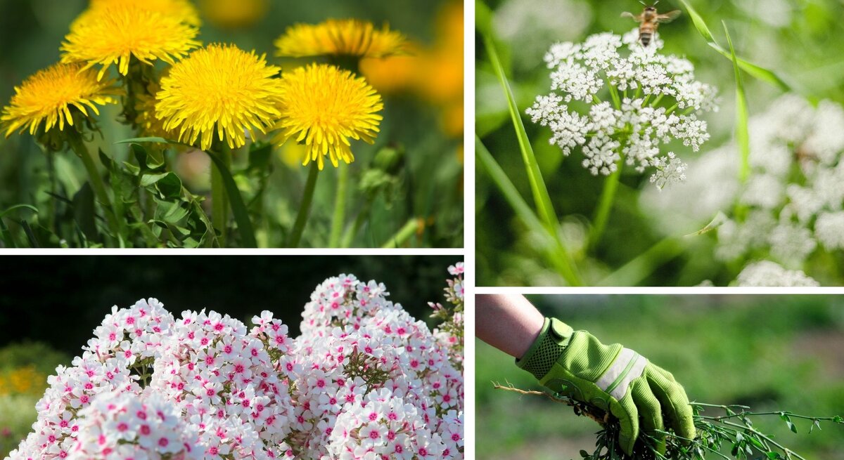 In einer grünen Gartenhandschuh-Hand gehaltenes Bündel gezupfter Unkräuter vor unscharfem Außenbereich.