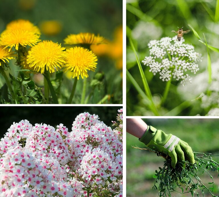 In einer grünen Gartenhandschuh-Hand gehaltenes Bündel gezupfter Unkräuter vor unscharfem Außenbereich. | ©  Canva/Collage:bildderfrau.de