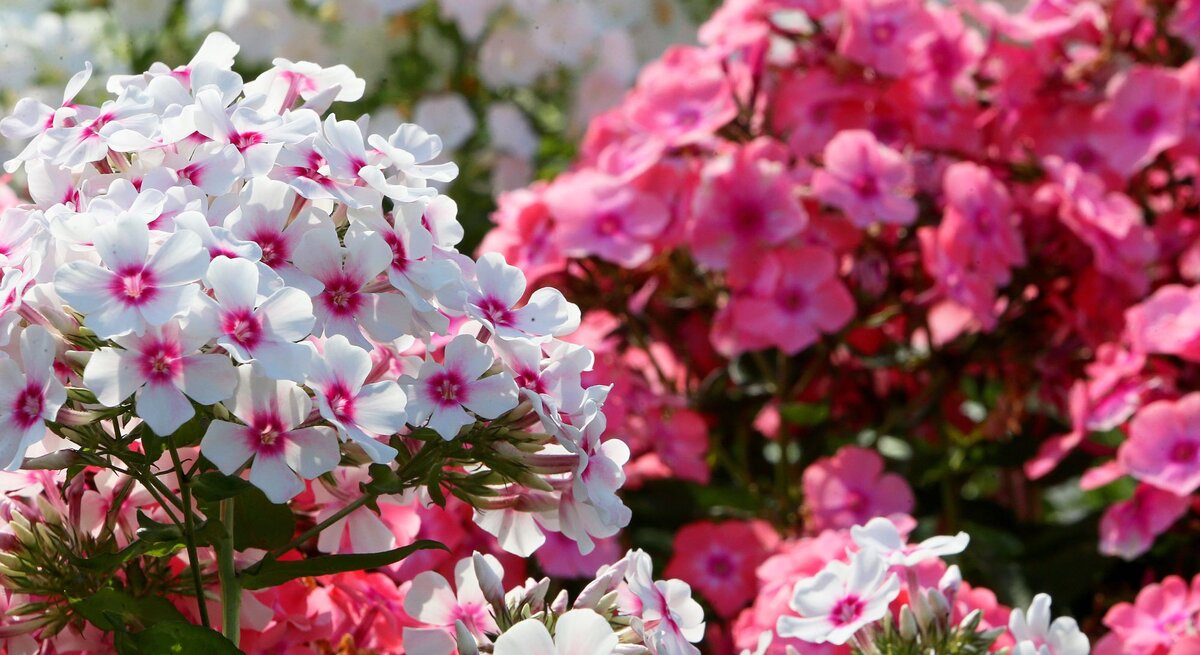 Weiße und rosa Phlox-Blüten mit roten Zentren blühen üppig in der Sonne, umgeben von weiteren pinken Blüten im Hintergrund.