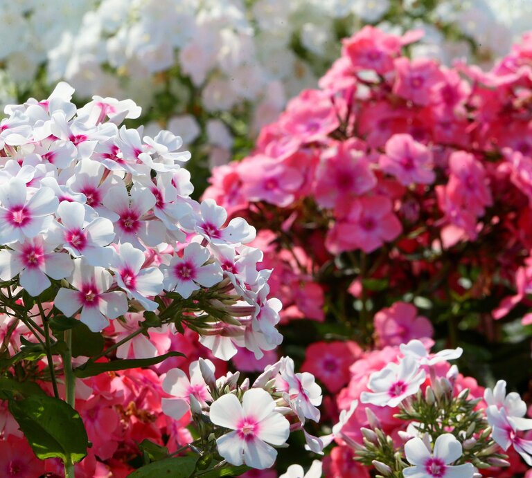 Weiße und rosa Phlox-Blüten mit roten Zentren blühen üppig in der Sonne, umgeben von weiteren pinken Blüten im Hintergrund. | © Shutterstock/Ramil_Nasibulin