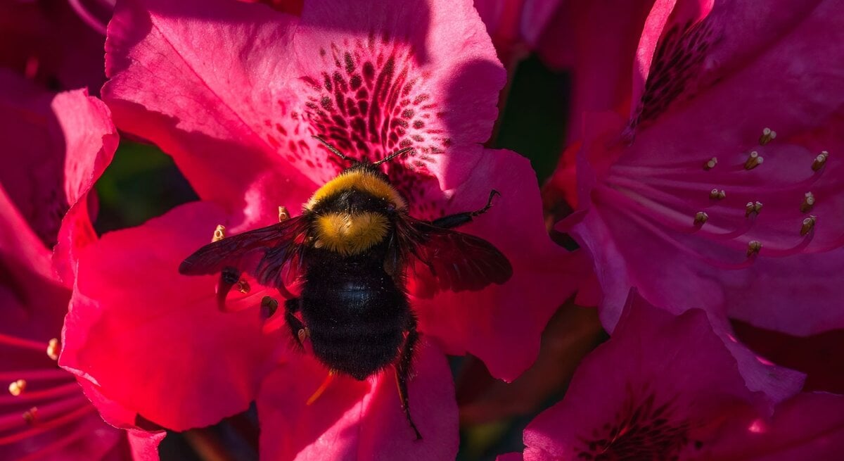 Eine dicke Hummel mit gelbem Kopfpelz sitzt auf einer leuchtend pinken Blüte im Sonnenlicht und sammelt Nektar.