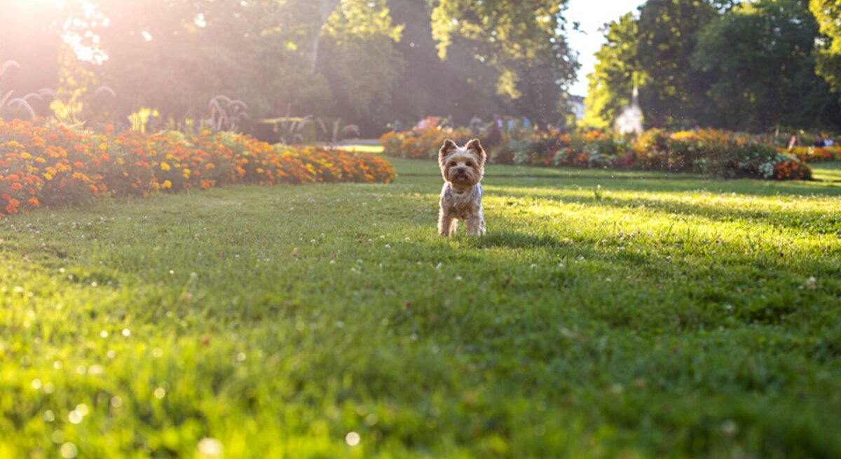 Kleiner Hund läuft über herbstliche Wiese.