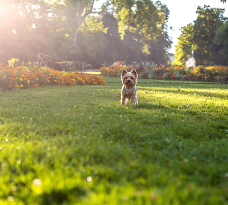 Kleiner Hund läuft über herbstliche Wiese. | © Getty Images/ Yevgen Romanenko