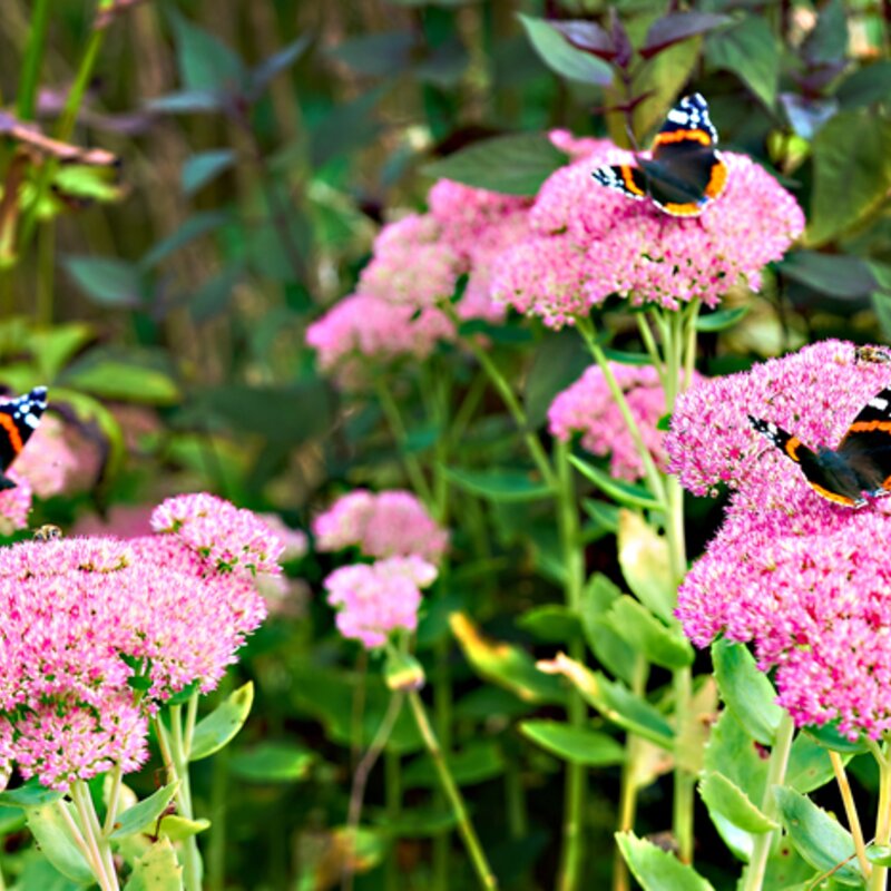 Drei Schmetterlinge, die auf den Blüten einer Fetthenne sitzen. | © Getty Images/ G. N. van der Zee