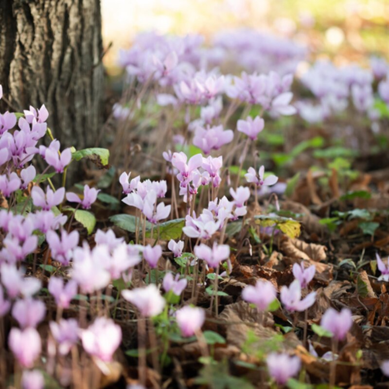 Herbst-Alpenveilchen im Schatten eines Baumes. | © Getty Images/ Cyrielle Beaubois
