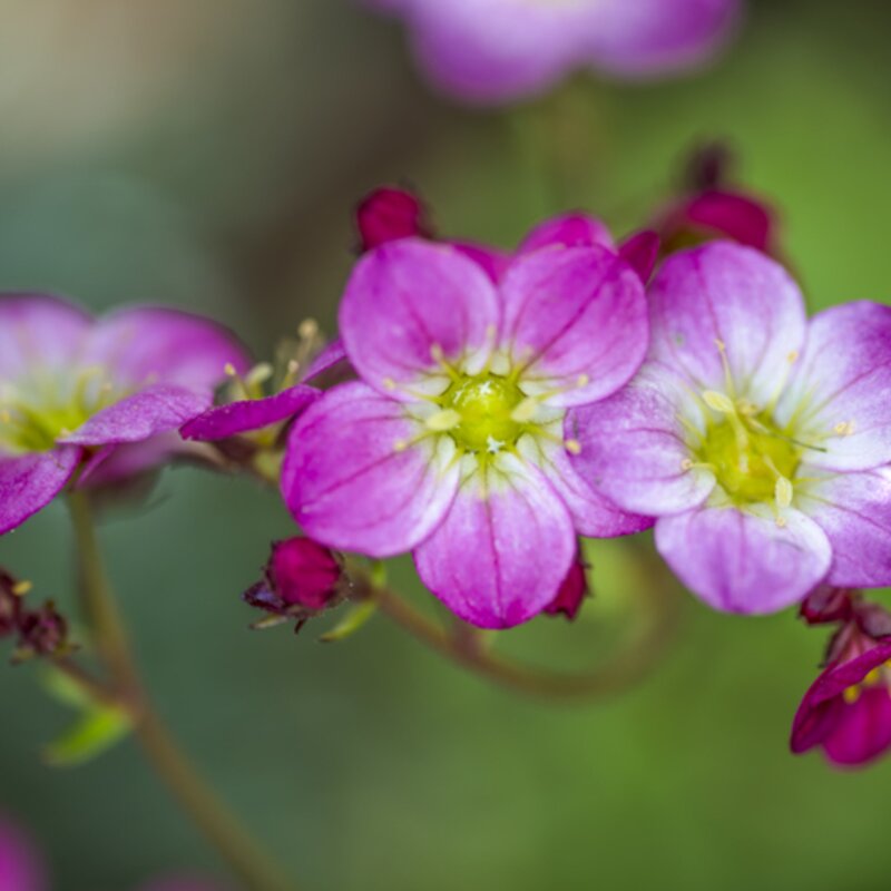 Nahaufnahme der zarten Blüten einer Steinbrech-Pflanze. | © Getty Images/ mikroman6