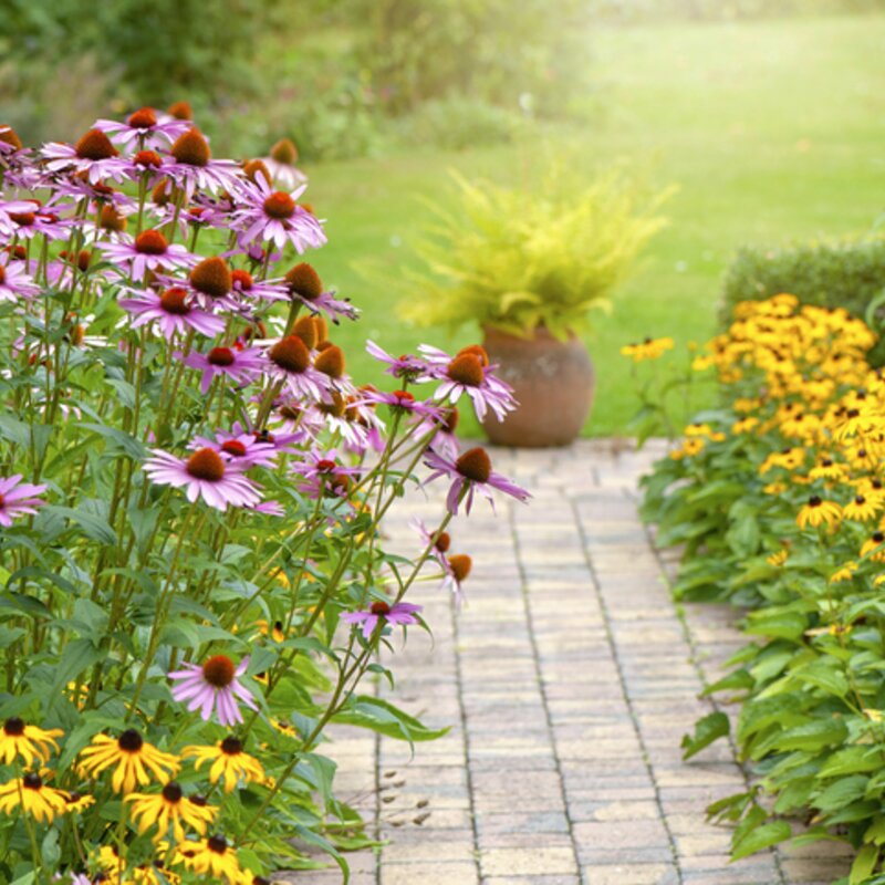 Gelbe und rosa Sonnenhut-Pflanzen entlang eines Gartenwegs. | © Getty Images/ Jacky Parker Photography