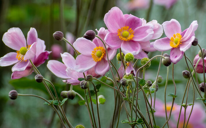 Blühende Anemone hupehensis var. japonica  | © Getty Images/ I love Photo and Apple.