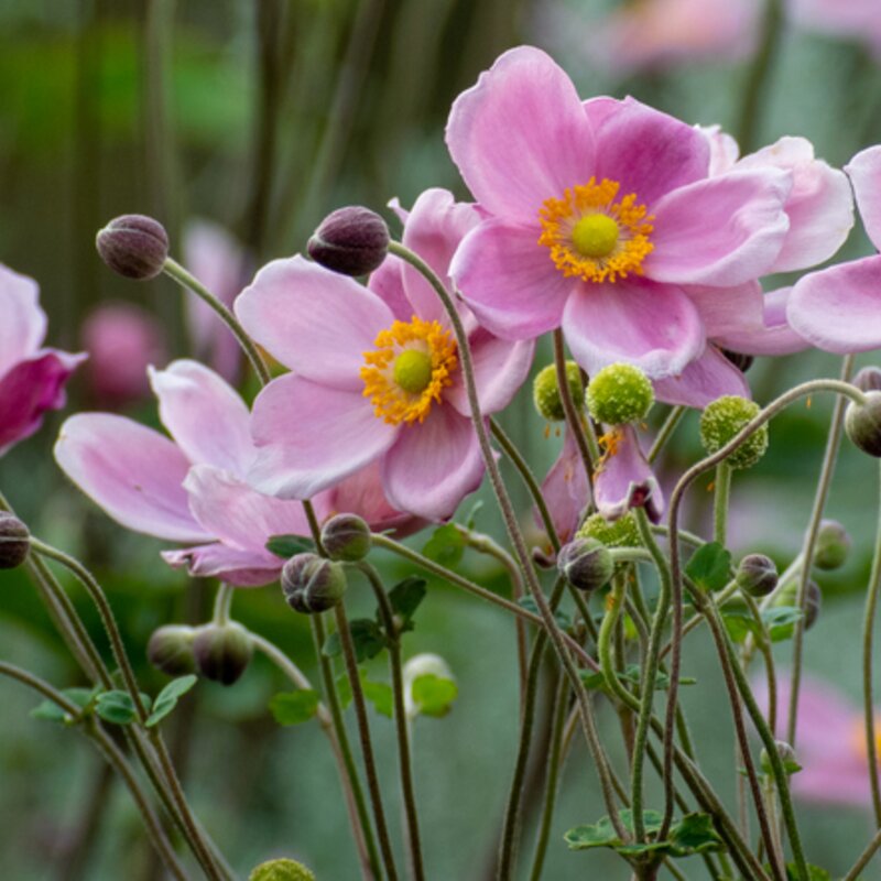 Blühende Anemone hupehensis var. japonica  | © Getty Images/ I love Photo and Apple.