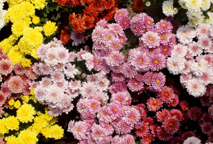 Verschiedenfarbige Chrysanthemen im Beet. | © Getty Images/ DEV Images